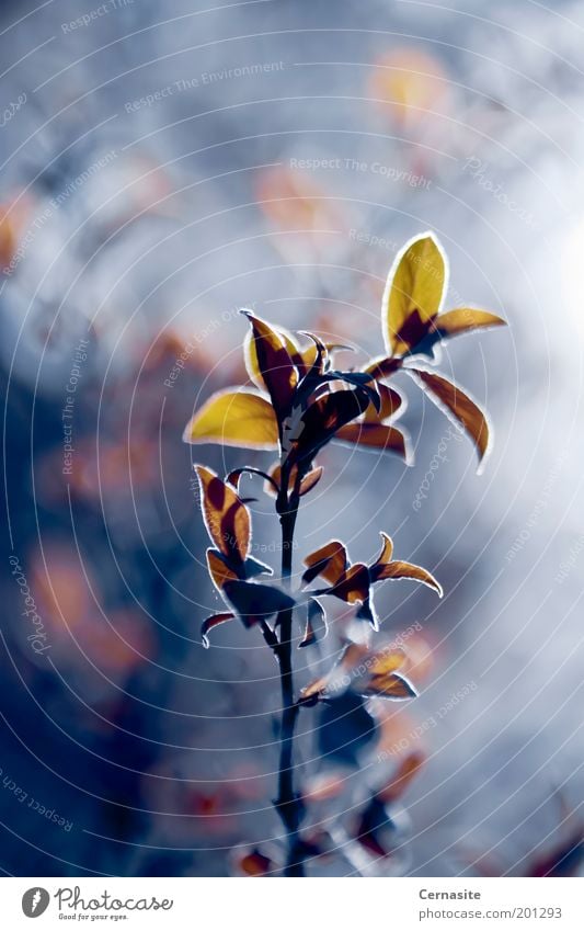 Gegen das Licht Natur Pflanze Sonnenlicht Frühling Baum Blatt Wiese ästhetisch gruselig hoch schön natürlich wild blau mehrfarbig gelb gold Ast Unschärfe