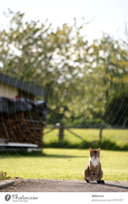 Revier Natur Tier Haustier Katze 1 beobachten entdecken Blick sitzen grün achtsam Wachsamkeit ruhig Neugier Interesse Schüchternheit Misstrauen Erwartung