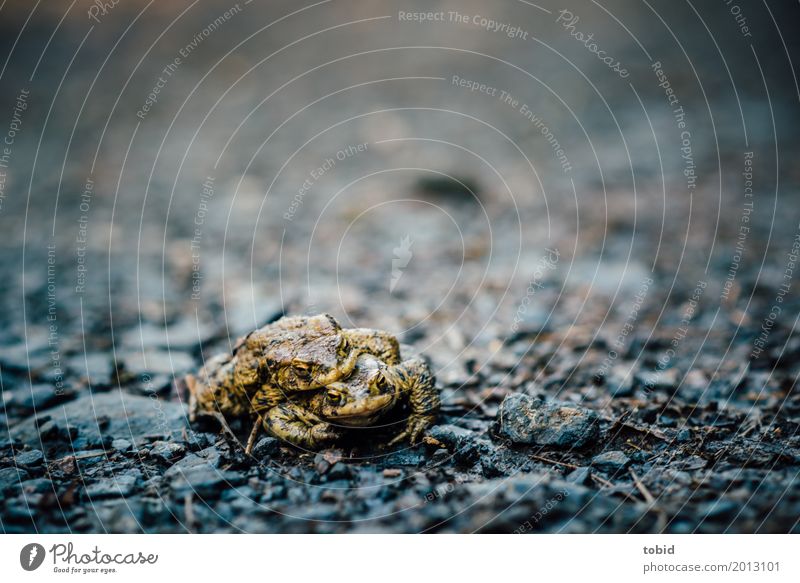 Froschperspektive Umwelt Natur Wildtier Tiergesicht 2 berühren festhalten Sex Liebesaffäre Lust Fortpflanzung Stein Kies Kieselsteine grün Farbfoto