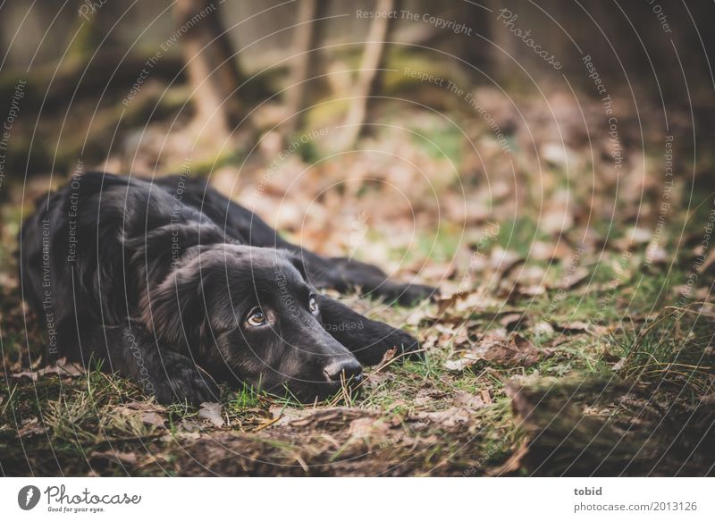 Paula Pt.2 Natur Pflanze Erde Wald Haustier Hund Tiergesicht Fell 1 beobachten liegen ruhig schwarz Labrador-Retriever Blatt Gras Pfote Pause Farbfoto