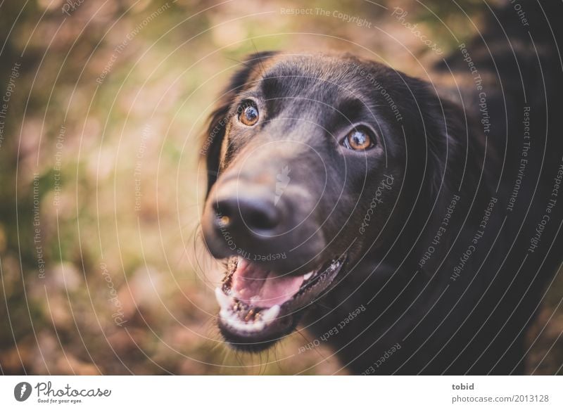 Paula Natur Schönes Wetter Tier Haustier Hund Tiergesicht 1 beobachten hocken leuchten Freundlichkeit Fröhlichkeit Glück kuschlig weich Freude Begeisterung