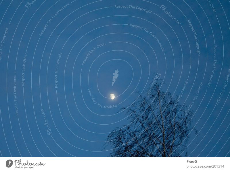 Birke mit Mond ruhig Feierabend Natur Himmel Baum träumen ästhetisch natürlich blau silber Einsamkeit Farbfoto Außenaufnahme Dämmerung Halbmond Baumkrone