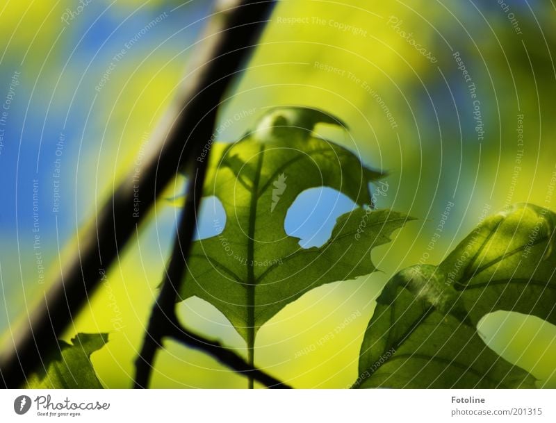 frisches Grün Umwelt Natur Pflanze Frühling Wärme Baum Blatt hell blau grün Eiche Eichenblatt Ast Farbfoto mehrfarbig Außenaufnahme Textfreiraum rechts