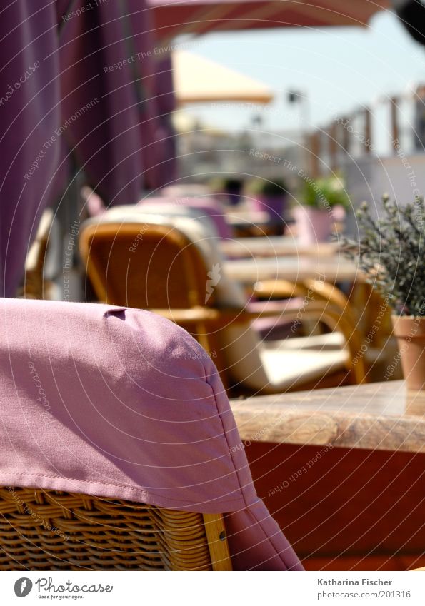 Rosa Strandcafe I Ferien & Urlaub & Reisen Sommer Sommerurlaub Schönes Wetter Pflanze braun grün rosa Tisch Stuhl Stuhllehne Stuhlreihe Überzug Strandcafé