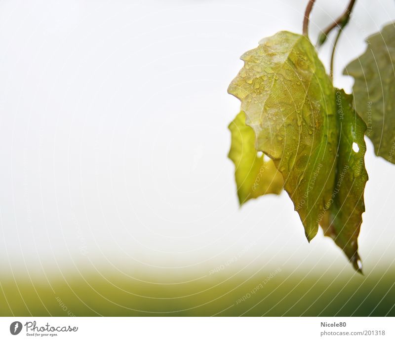 wet leaves Umwelt Natur Pflanze Wasser Wassertropfen Regen Blatt nass Sauberkeit gewaschen grün Farbfoto Außenaufnahme Nahaufnahme Detailaufnahme