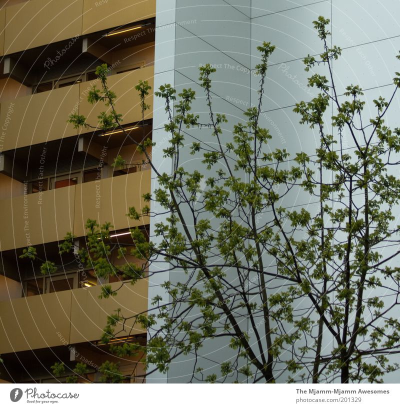 Die goldenen Dresdner Häusliches Leben Wohnung Haus Baum Stadt Hauptstadt Menschenleer Hochhaus Architektur Mauer Wand Fassade Balkon Fenster Tür einfach neu