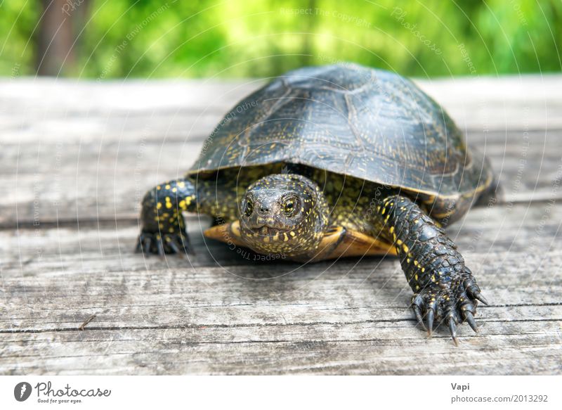 Große Schildkröte auf altem hölzernem Schreibtisch exotisch Sommer Sonne Garten Tisch Umwelt Natur Tier Sonnenlicht Frühling Gras Park Haustier Wildtier 1 Holz