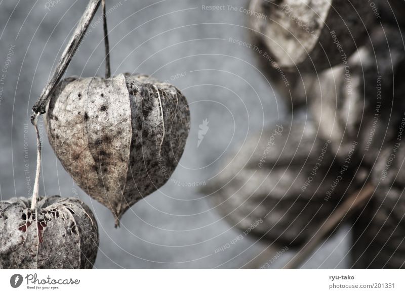 Bommel bommeln Natur Pflanze Blüte Wildpflanze alt nah braun hängen interessant verblüht Farbfoto Außenaufnahme Detailaufnahme Menschenleer Textfreiraum rechts