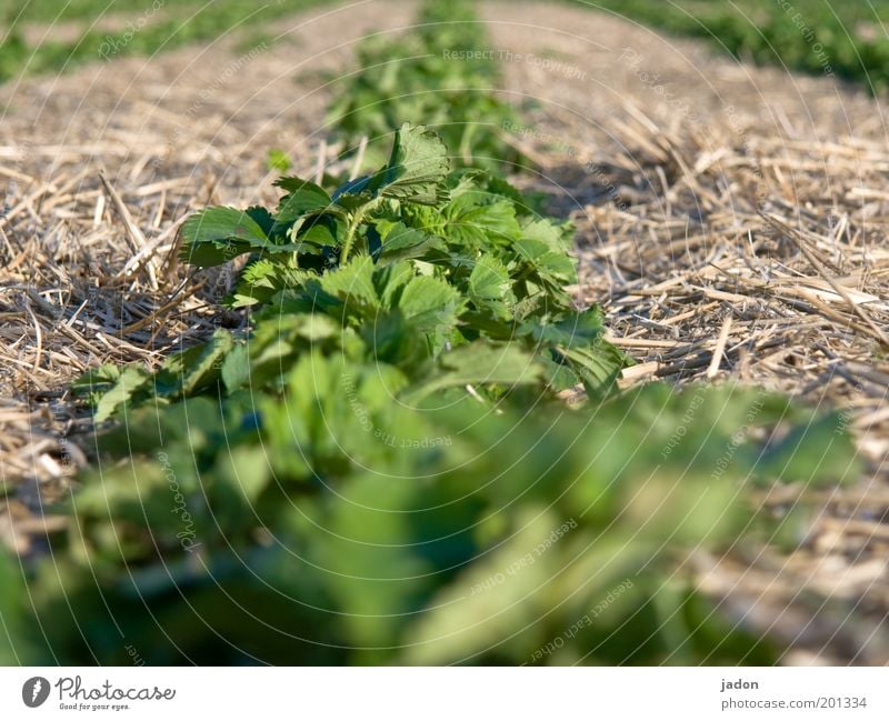 strawberry field Frucht Natur Pflanze Nutzpflanze Feld Wege & Pfade lecker saftig süß grün Leben Symmetrie Stroh Reihe Außenaufnahme Nahaufnahme