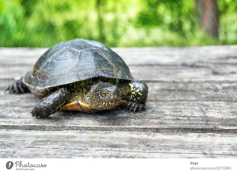 Große Schildkröte auf altem hölzernem Schreibtisch exotisch Sommer Haus Garten Tisch Natur Tier Sonnenlicht Frühling Baum Gras Park Wiese Wald Haustier 1 Holz