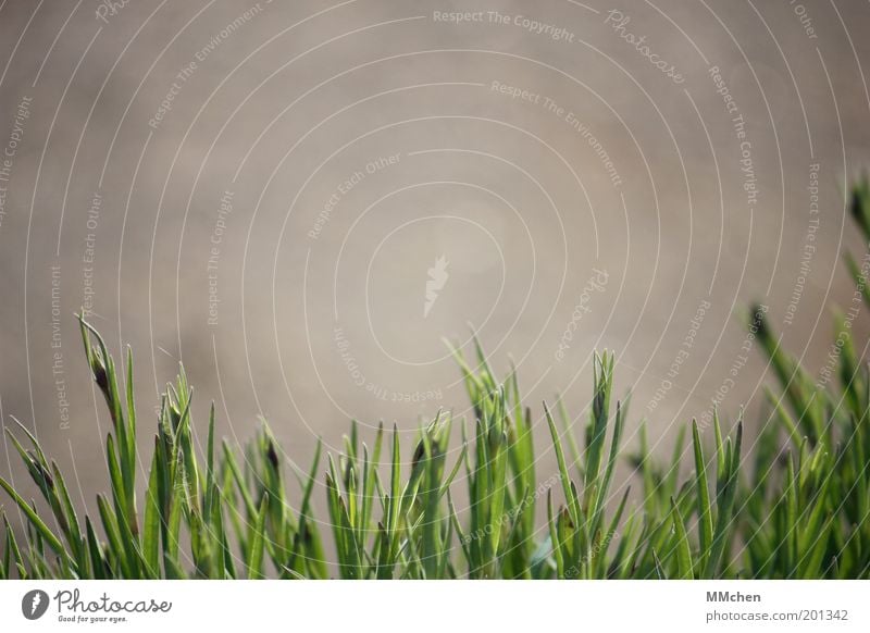 Spitzen-Bild Garten Umwelt Natur Pflanze Gras Grünpflanze Nutzpflanze Wiese Wachstum grün grau Farbfoto Außenaufnahme Textfreiraum links Textfreiraum rechts