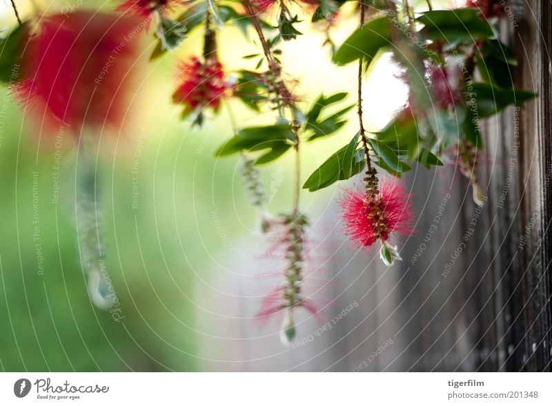 hängende Flaschenbürste im Wind Blume Bürste rot hellrot Zaun grün grün-rot erhängen Blatt Pflanze Baum Natur Zylinderputzer Sträucher bürsten wie Staubfäden