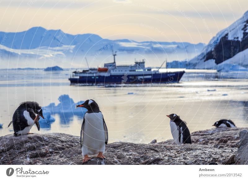 Gentoo-Pinguine, die auf den Felsen und dem Kreuzschiff stehen Ferien & Urlaub & Reisen Tourismus Strand Meer Winter Schnee Berge u. Gebirge Menschengruppe