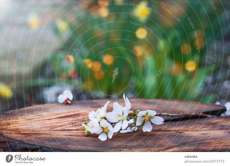 Zweig der blühenden Mandeln liegt auf einem Baumstumpf Natur Pflanze Blume Blumenstrauß Holz frisch natürlich retro braun grün weiß Ast altehrwürdig Frühling