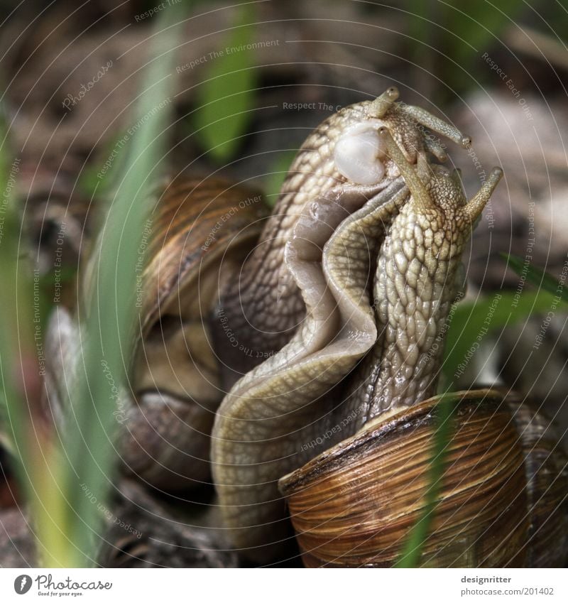 Immer nur das Eine … Schnecke Weinbergschnecken Schneckenhaus Schneckenschleim Schädlinge Tierpaar Brunft berühren festhalten genießen Küssen Tanzen Umarmen