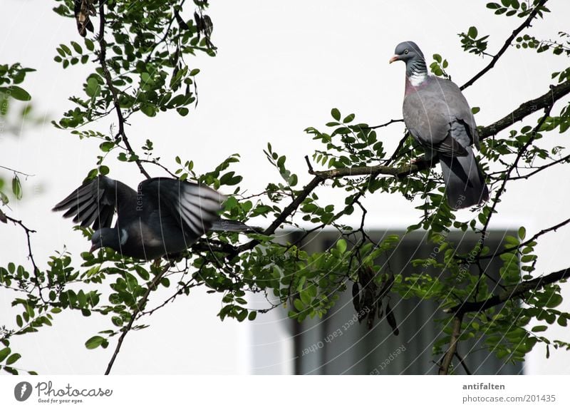 Szenen einer Ehe Umwelt Natur Tier Schönes Wetter Baum Blatt Mauer Wand Fenster Hinterhof Vogel Taube Tiergesicht Flügel Krallen 2 Tierpaar fliegen ästhetisch