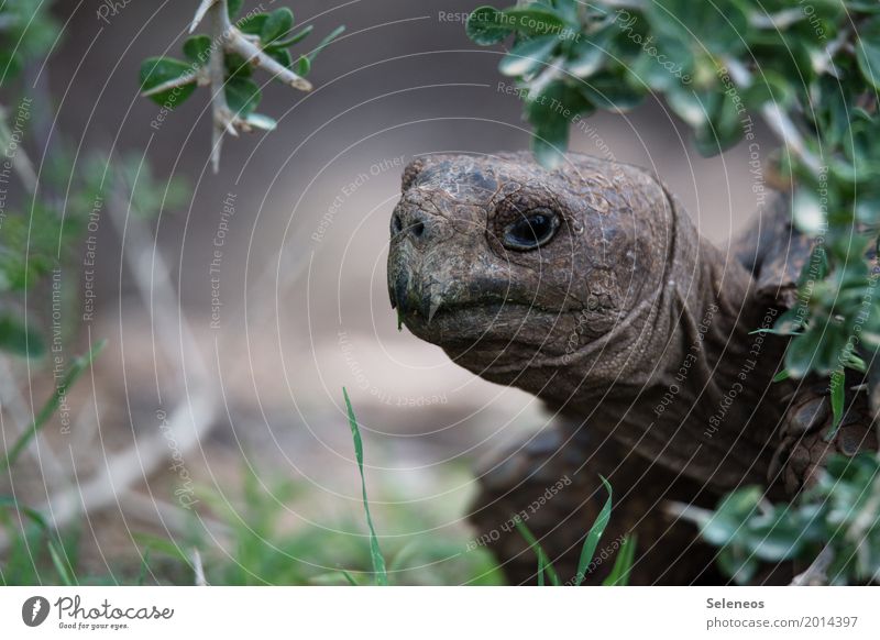 Kassiopeia Erholung ruhig Umwelt Natur Gras Sträucher Garten Park Wiese Tier Wildtier Tiergesicht Schildkröte 1 beobachten frei nah Farbfoto Außenaufnahme