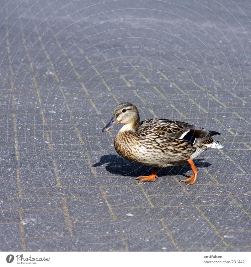 I'm walking... Tier Sommer Stadtrand Zoo Parkplatz Straße Wege & Pfade Vogel Flügel Pfote Ente 1 beobachten gehen laufen braun grau Fröhlichkeit