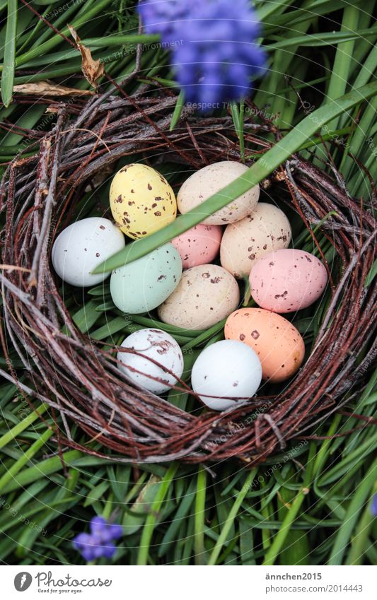 Osternest Nest Ei mehrfarbig orange weiß braun grün Gras Wiese Blume Süßwaren Birke Zweig binden Suche Außenaufnahme Natur