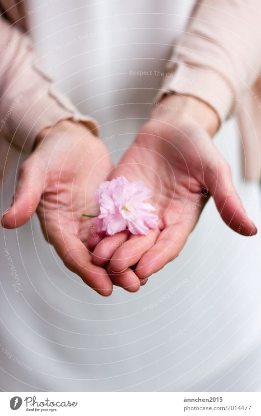 Zart Blüte festhalten rosa Blume Kirschblüten Kirsche Hand behüten puderfarben Pastellton zart Liebe weiß Zärtlichkeiten