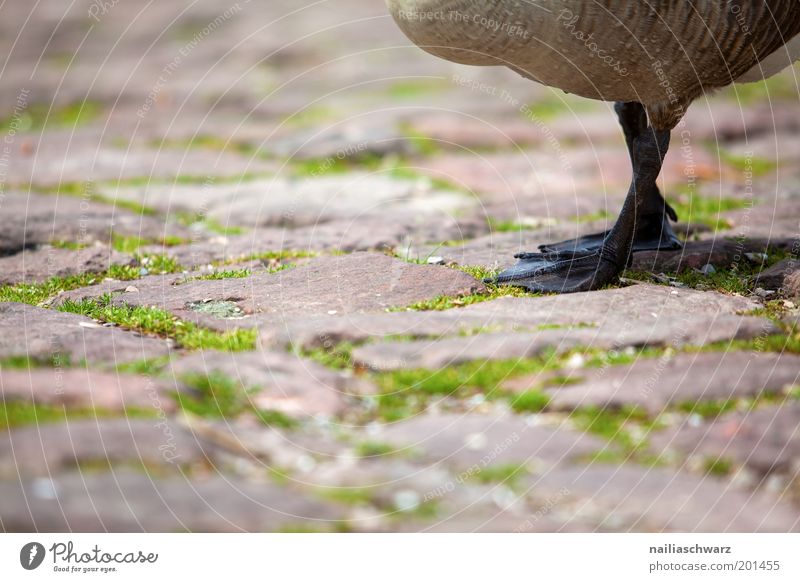 Gänsefüße Umwelt Natur Tier Haustier Nutztier Wildtier Gans Wildgans 1 gehen braun grün Farbfoto Außenaufnahme Detailaufnahme Menschenleer Textfreiraum links