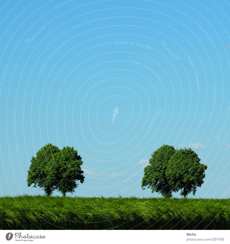 Ein Tag im Mai Umwelt Natur Landschaft Pflanze Himmel Frühling Sommer Klima Baum Getreide Feld Wachstum natürlich blau grün Horizont Idylle ruhig 2 4 paarweise