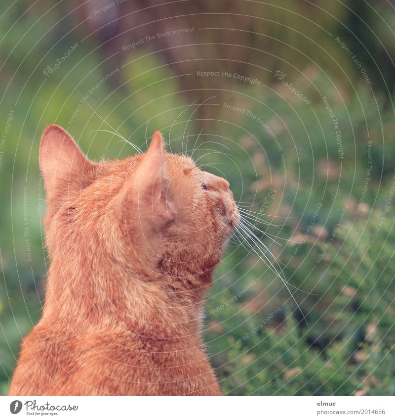 Appetit auf Vogel Haustier Katze Katzenohr Schnurrhaar Fell beobachten entdecken Blick träumen Neugier niedlich orange rot Vorfreude Optimismus Romantik schön