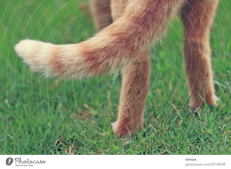 ... alles hat ein Ende Wiese Haustier Katze Schwanz Fell stehen blond Coolness elegant Sauberkeit dünn orange rot Glück Lebensfreude Romantik Wachsamkeit