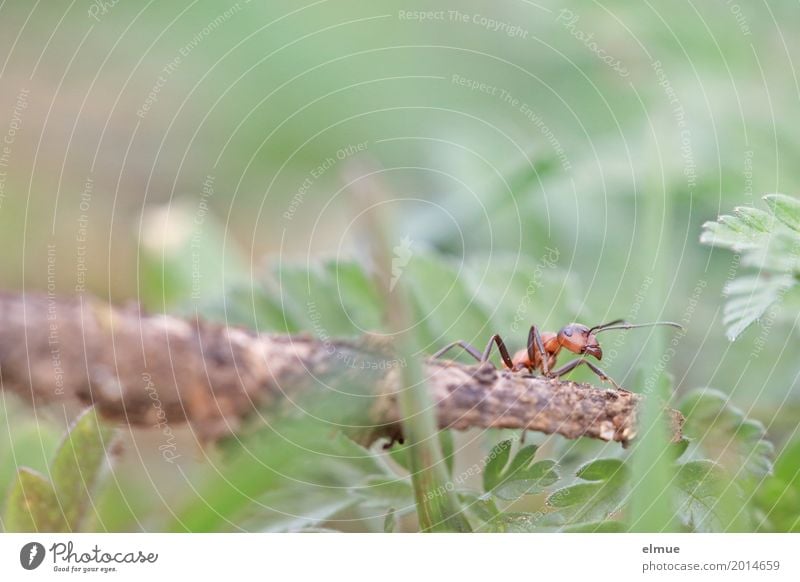 neulich im Kletterwald Natur Wiese Wildtier Tiergesicht Ameise Insekt Arbeit & Erwerbstätigkeit sportlich klein nah Neugier Tapferkeit Tatkraft fleißig