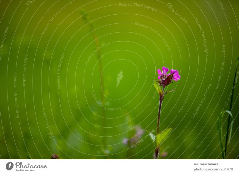 Frühlingsblume Umwelt Natur Pflanze Sommer Schönes Wetter Blume Gras Blüte Wiese ästhetisch Duft grün violett rosa Stimmung Umweltschutz Farbfoto mehrfarbig