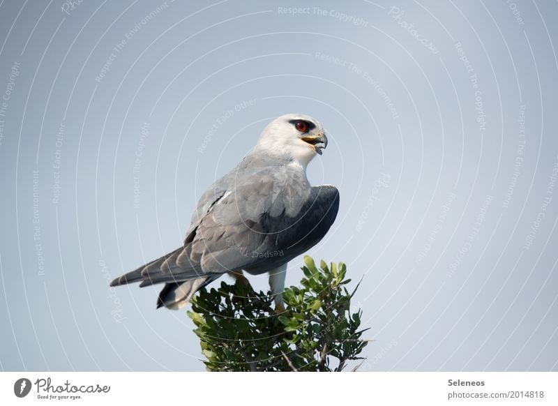 Mit Aargusaugen Safari Expedition Umwelt Natur Wolkenloser Himmel Baum Baumkrone Tier Wildtier Vogel Tiergesicht Flügel Greifvogel Habichte Habichtauge Schnabel