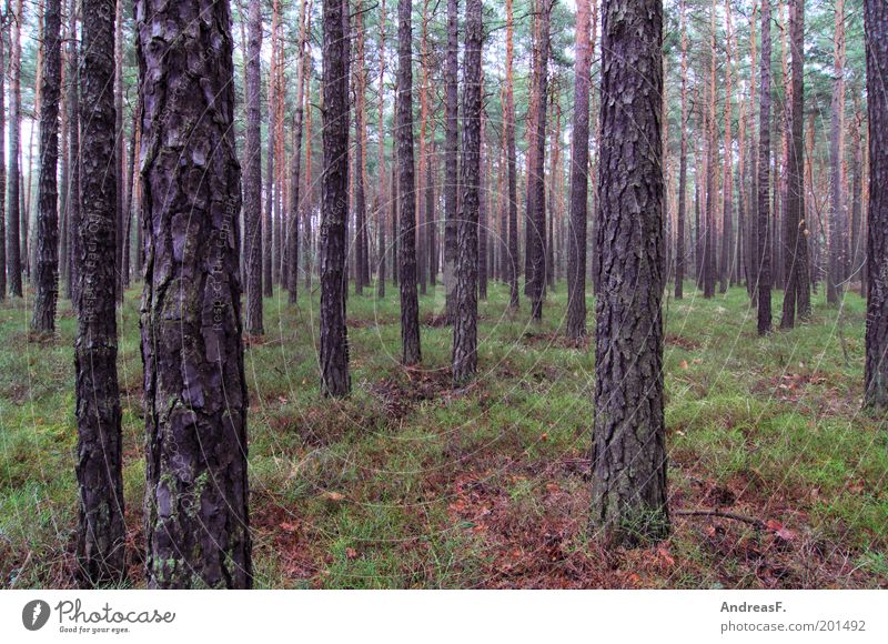 Wald Landwirtschaft Forstwirtschaft Umwelt Natur Landschaft Pflanze Baum Umweltschutz Nadelwald Nadelbaum Moos Kiefer Brandenburg Waldboden Holz Lebensraum