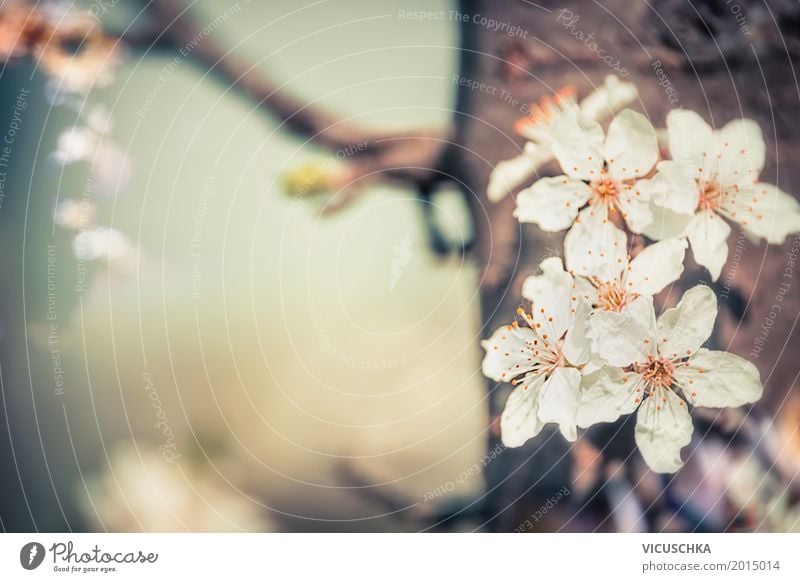 Kirschbaumblüten Lifestyle Design Garten Natur Pflanze Frühling Schönes Wetter Baum Blume Blatt Blüte Park Blühend weich rosa Duft Kirschblüten Frühlingsgefühle