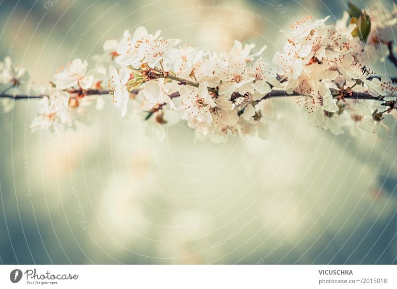 Blüten auf Kirschzweigen im Garten Lifestyle Design Natur Pflanze Frühling Schönes Wetter Baum Blume Sträucher Blatt Park Blühend Freude Frühlingsgefühle Duft