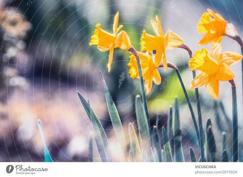 Schöne Narzissen im Garten Design Sommer Natur Pflanze Sonnenlicht Frühling Schönes Wetter Blume Blatt Blüte Park Blühend Liebe gelb Frühlingsgefühle Blumenbeet