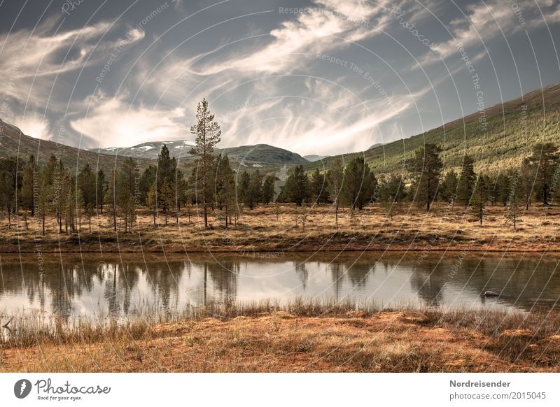 Nordische Wildnis Ferien & Urlaub & Reisen Abenteuer Ferne Freiheit wandern Natur Landschaft Wasser Himmel Wolken Sommer Herbst Schönes Wetter Baum Wald