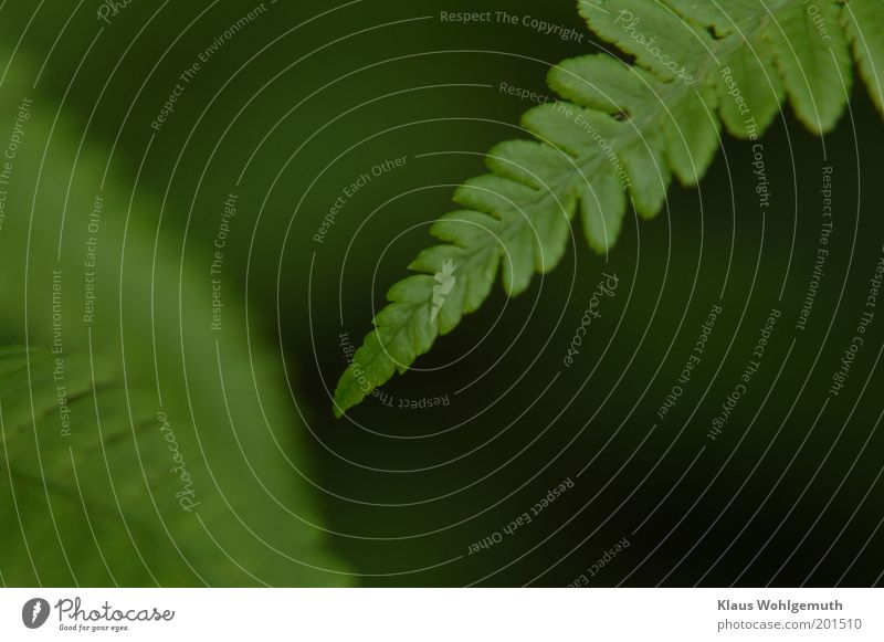 Nahaufnahme der Spitze eines Wurmfarnblattes Umwelt Natur Pflanze Frühling Farn Nutzpflanze Wildpflanze Wachstum grün Farbfoto Gedeckte Farben Außenaufnahme