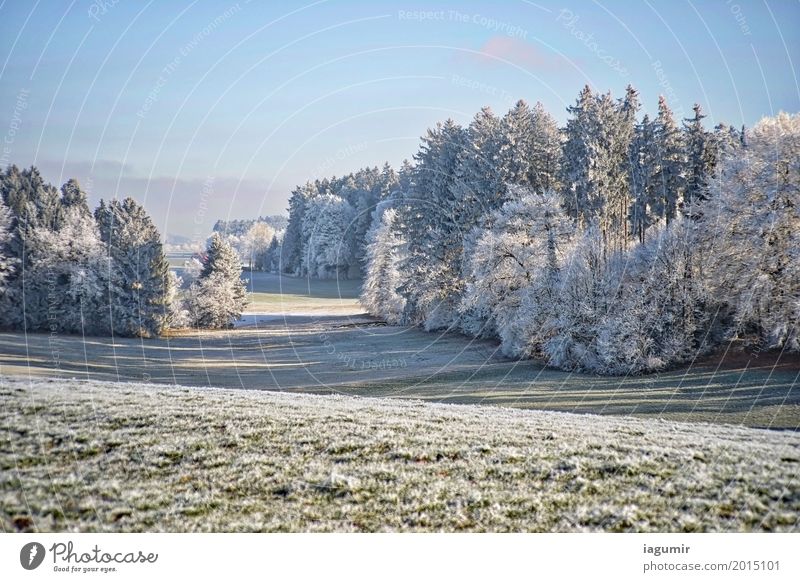 Waldschneise Natur Landschaft Pflanze Himmel Wolkenloser Himmel Sonnenlicht Winter Schönes Wetter Baum Gras Feld Hügel Stimmung ästhetisch Zufriedenheit kalt