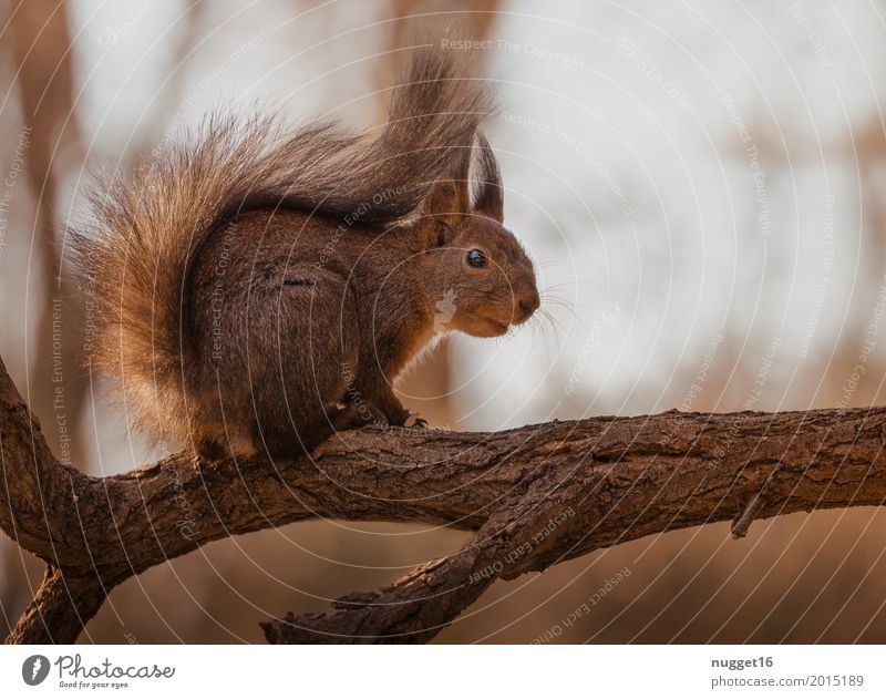 mein kleiner Freund Umwelt Natur Tier Sonnenlicht Frühling Sommer Herbst Schönes Wetter Baum Garten Park Wald Wildtier Fell Zoo Eichhörnchen 1 beobachten