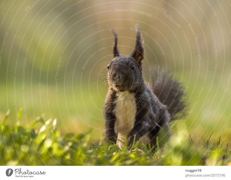 schwarzes Eichhörnchen Umwelt Natur Tier Sonne Frühling Sommer Herbst Schönes Wetter Gras Garten Park Wiese Wald Wildtier Fell 1 beobachten stehen ästhetisch