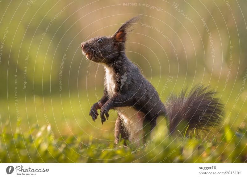 schwarzes Eichhörnchen Umwelt Natur Tier Sonne Sonnenaufgang Sonnenuntergang Sonnenlicht Frühling Sommer Herbst Schönes Wetter Gras Garten Park Wiese Wald