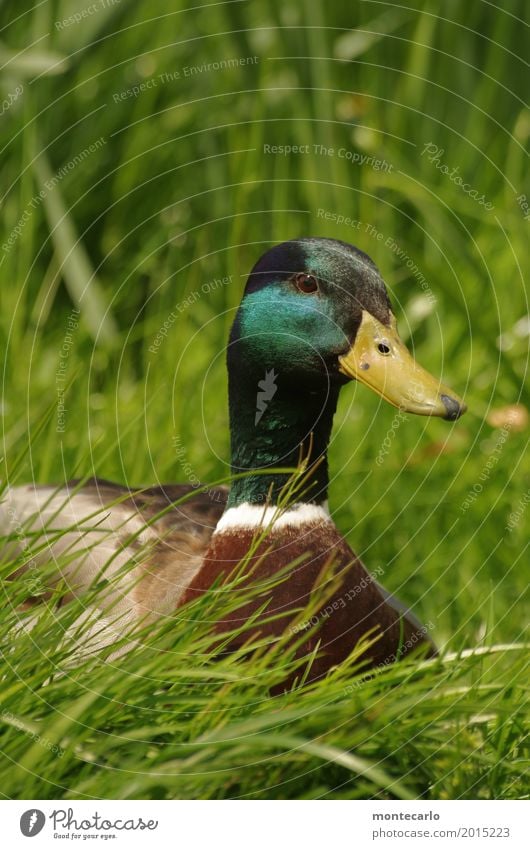 Ich kann warten ... Umwelt Natur Pflanze Herbst Schönes Wetter Sträucher Grünpflanze Wildpflanze Park Wiese Tier Wildtier Ente 1 sitzen Coolness Freundlichkeit