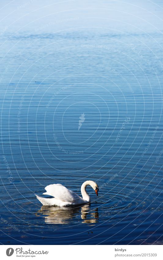 Küstenschwan Wasser Schönes Wetter Ostsee See Wildtier Schwan 1 Tier Schwimmen & Baden ästhetisch positiv schön blau weiß Romantik ruhig Freiheit Leichtigkeit