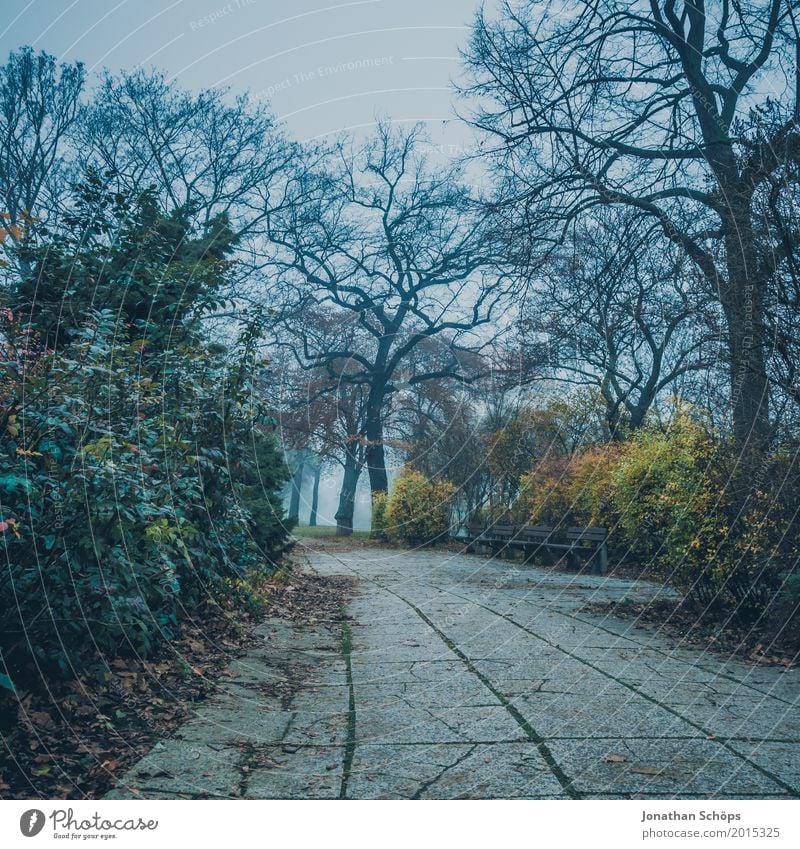 Düsterweg II Natur Landschaft Herbst schlechtes Wetter Nebel Pflanze Park kalt Traurigkeit Trauer Erschöpfung Frustration Verbitterung Erfurt Zukunftsangst