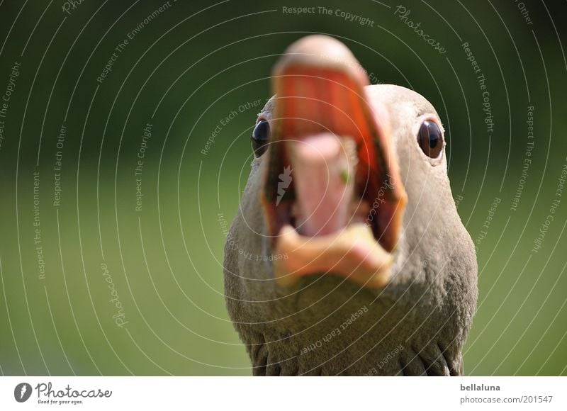 Gans - aus dem Häuschen! Tier Wildtier Vogel 1 Nervosität Schnabel Feder Angriff Aggression bedrohlich Auge Zunge Wut Schutz Kopf Menschenleer