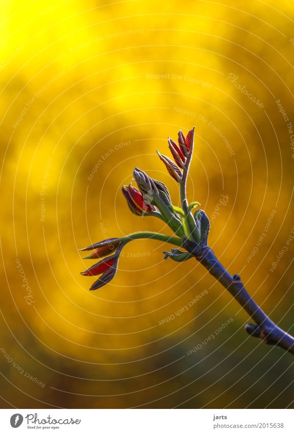 wachsen Natur Pflanze Frühling Schönes Wetter Baum Blatt Wachstum frisch schön natürlich Kraft Gelassenheit geduldig ruhig Hoffnung Walnussblatt