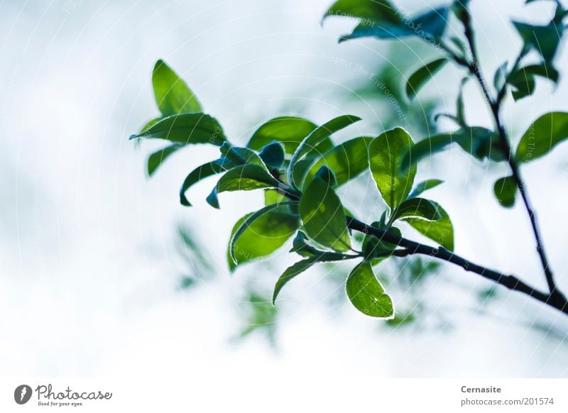 Immer und immer wieder Umwelt Natur Pflanze Sonnenlicht Frühling Schönes Wetter Baum Park Wiese Feld ästhetisch dunkel dünn einfach natürlich schön wild weich