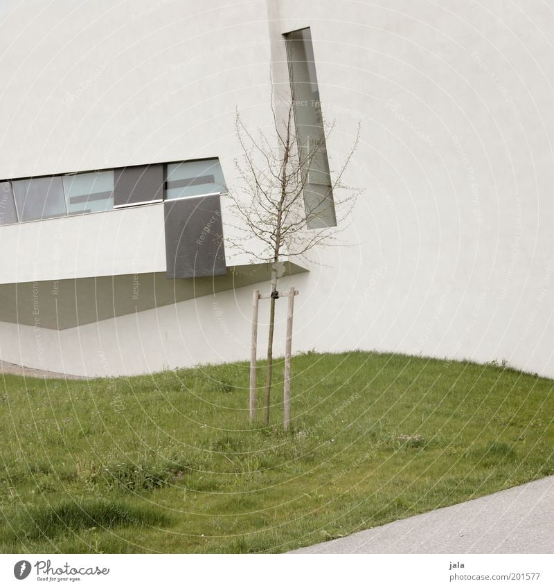 bäumchen Baum Gras Wiese Haus Bauwerk Gebäude Architektur Mauer Wand Fassade Fenster grau grün Farbfoto Gedeckte Farben Außenaufnahme Menschenleer Tag modern