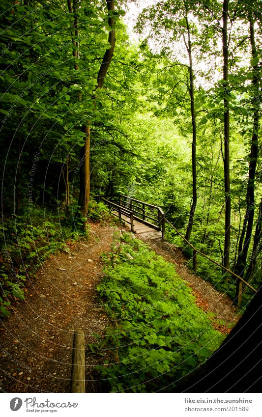 Märchenwald harmonisch Wohlgefühl Zufriedenheit Erholung ruhig Duft Umwelt Baum Gras Sträucher Moos Efeu Farn Wald Hügel entdecken Innsbruck Brücke Wege & Pfade