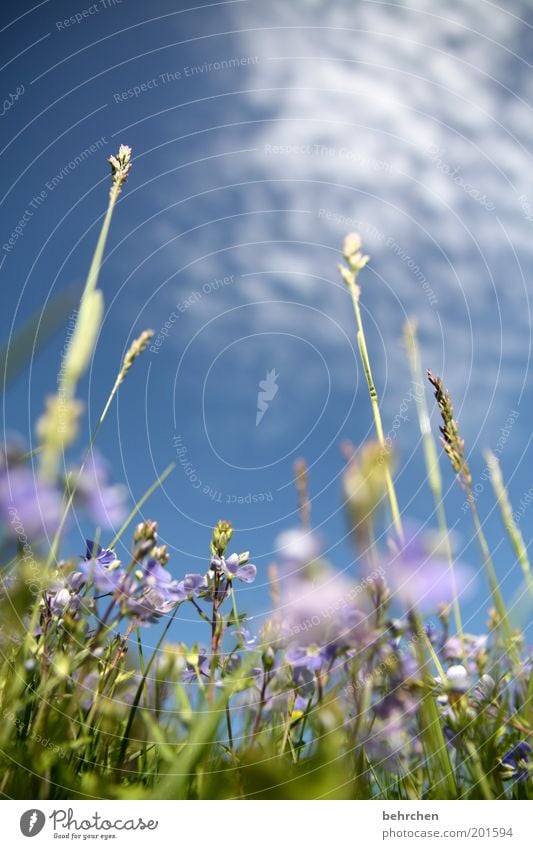 veronica, der lenz ist da Natur Pflanze Himmel Wolken Frühling Sommer Schönes Wetter Blume Gras Blüte Wiese Feld Blühend genießen träumen Zufriedenheit geduldig